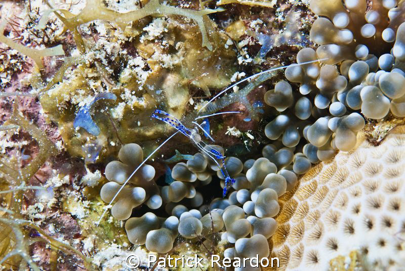 Peterson's shrimp, Grand Cayman by Patrick Reardon 