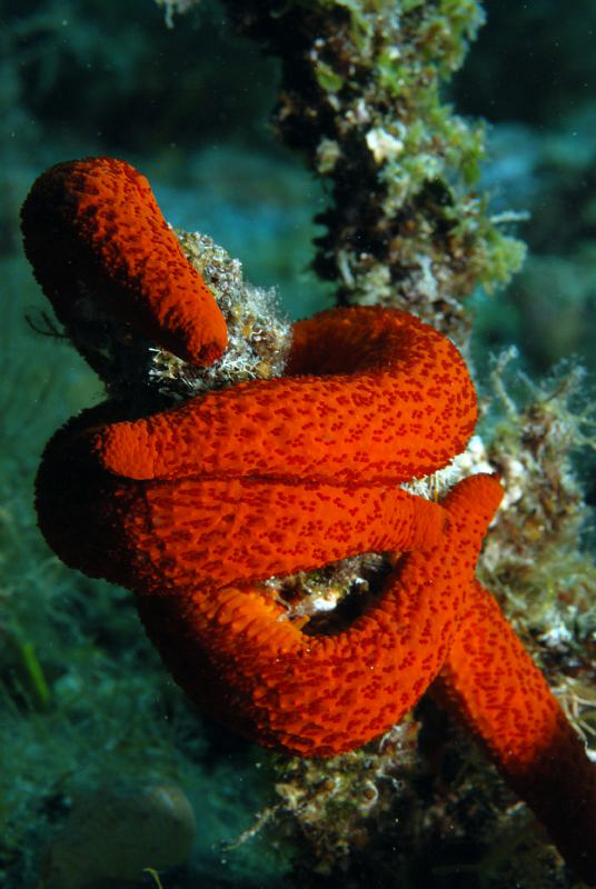 Hugging Starfish...... by Andy Kutsch 
