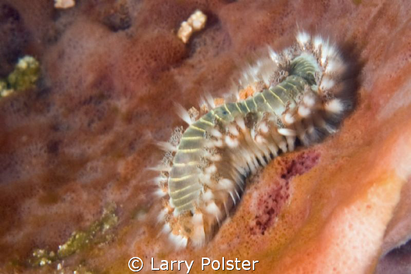 Fireworm ......D300-60mm by Larry Polster 