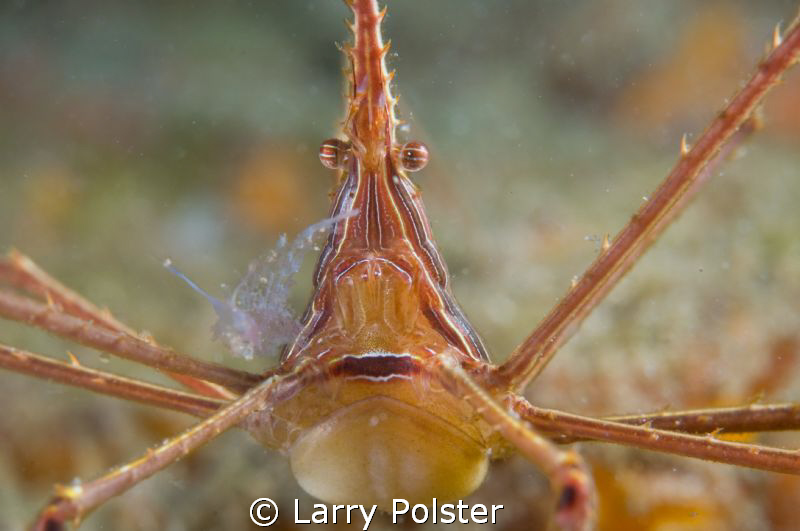 Arrow crab using a Subsee adapter and 60mm lens for a tig... by Larry Polster 