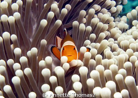 A Clown Fish posing for the camera. Taken with a G9. by Annette Thomasz 