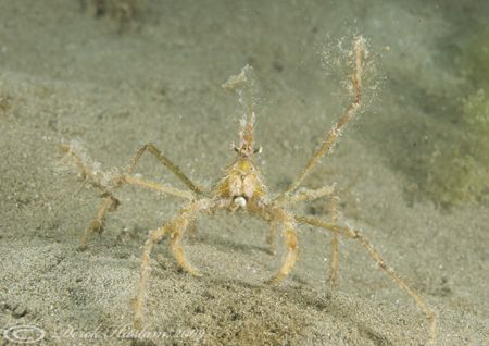 Long legged spider crab. Criccieth beach. North Wales. D3... by Derek Haslam 