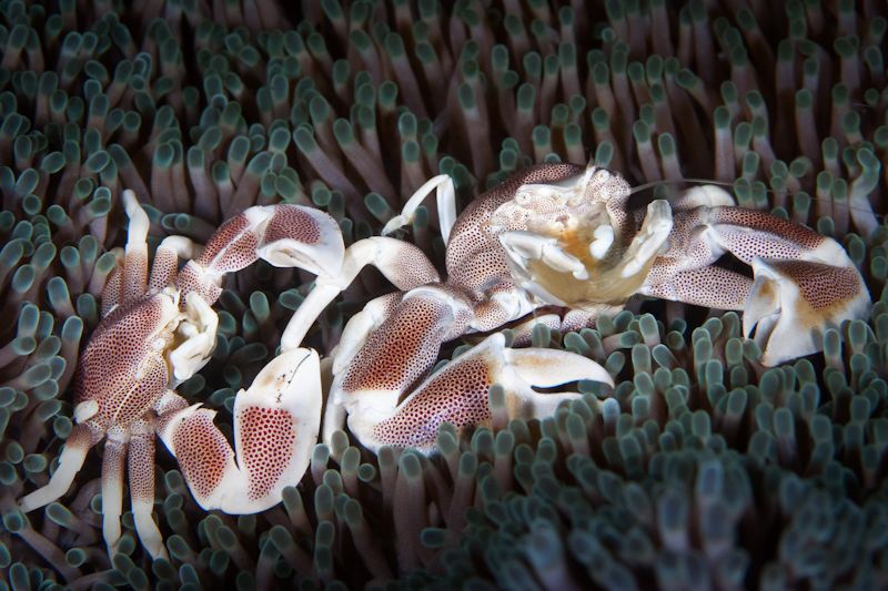 Porcelain Crabs at Tulamben.  Canon 20D 100mm Macro by Mick Tait 