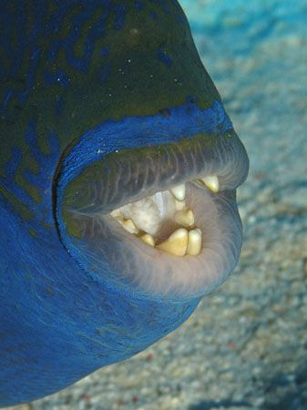 Blue Triggerfish who clearly takes care of his teeth. Can... by James Dawson 
