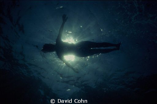 surface silhouette with no added light using nikonos and ... by David Cohn 