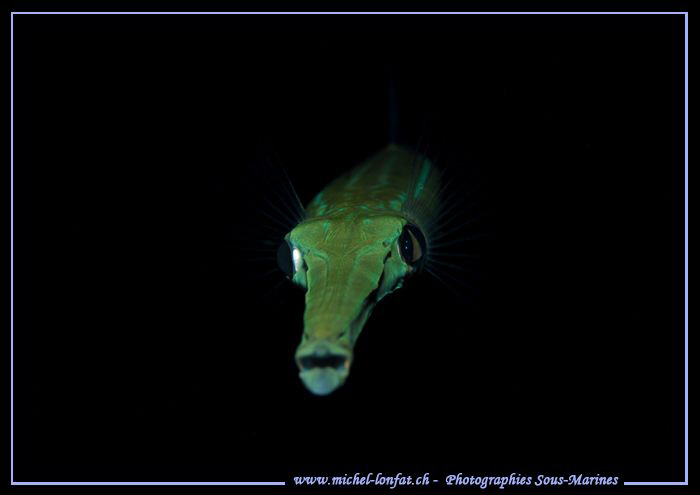 Face to face with this cornet fish in Dahab - Red Sea - E... by Michel Lonfat 