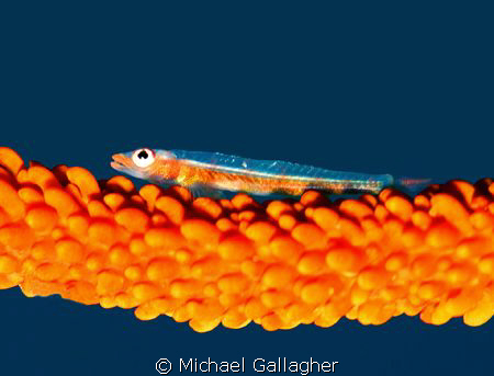 Goby on a sea whip, at f2.8 to capture the blue water bac... by Michael Gallagher 