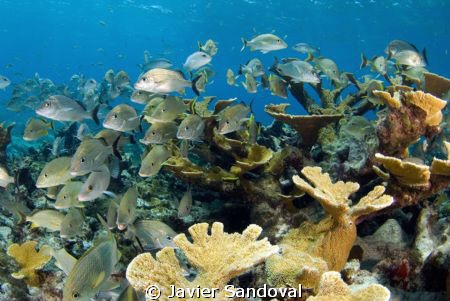 Cancun Reef by Javier Sandoval 