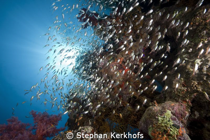 Glassfish taken at shark observatory. by Stephan Kerkhofs 