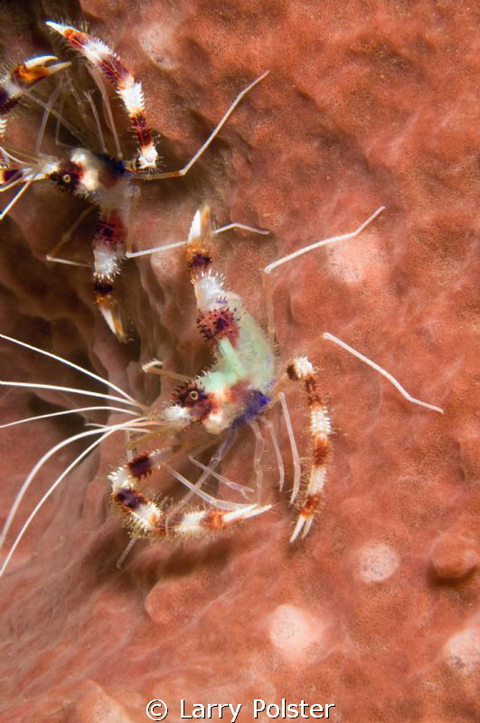 Coral Banded Cleaner Shrimp with eggs. by Larry Polster 