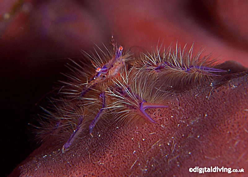 Portrait of a Hairy Squat Lobster in Lembeh. Taken with D... by David Henshaw 