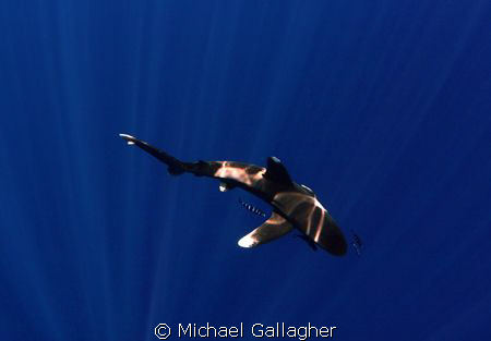 Oceanic whitetip in the sunbeams, Tokina 10-17mm with Mag... by Michael Gallagher 