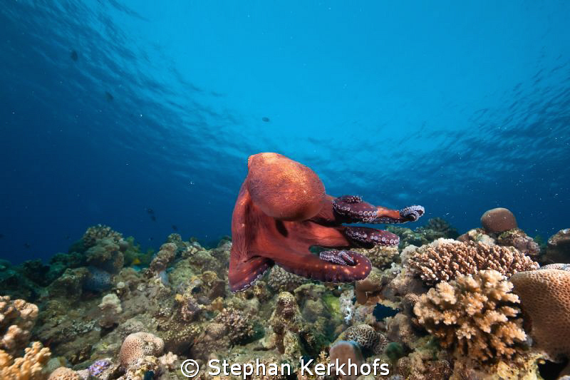 reef octopus cauth on the run! by Stephan Kerkhofs 
