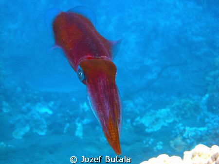 cuttlefish by Jozef Butala 