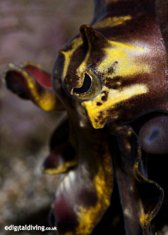 Flambuoyant Cuttlefish profile. D200 and 105mm lens. by David Henshaw 