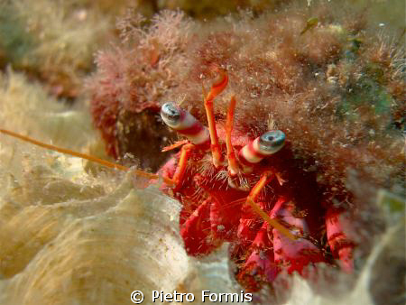 Hermit Crab
Portofino, Secca della Carega
Sony W-300 Se... by Pietro Formis 