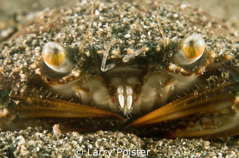 Oscillating Box Crab. D300-60mm, no crop by Larry Polster 