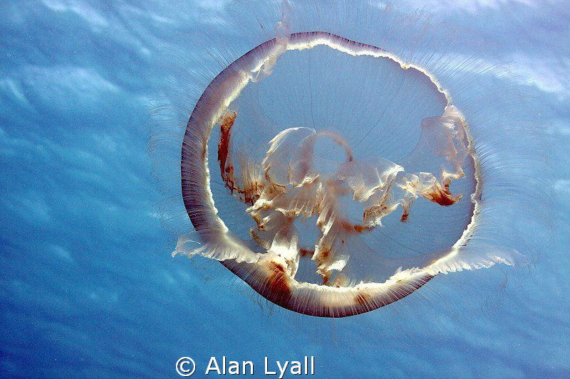 Moon jelly drifting just below the surface in the warm Ca... by Alan Lyall 