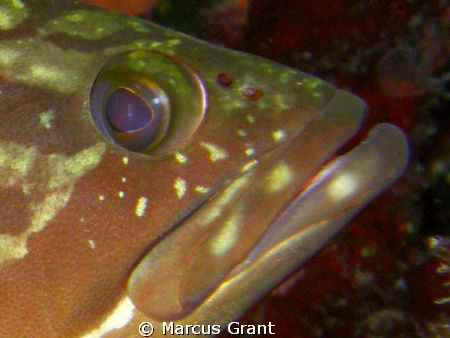 A dusky grouper taken resting under an over hag at Cirkewwa. by Marcus Grant 