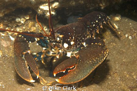 lobster by Mike Clark 