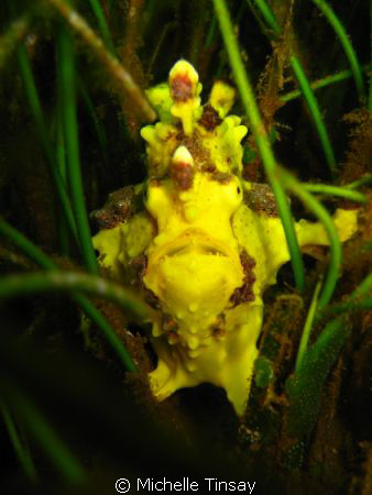 Frog fish on sea grass - Dauin Negros Oriental by Michelle Tinsay 