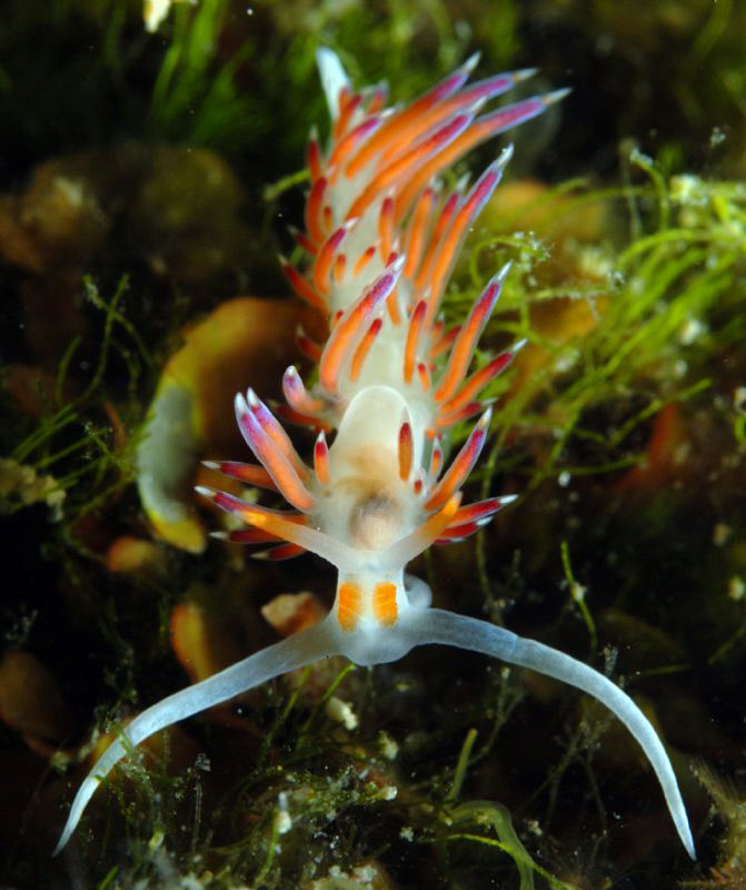 Nudi on it´s way by Andy Kutsch 