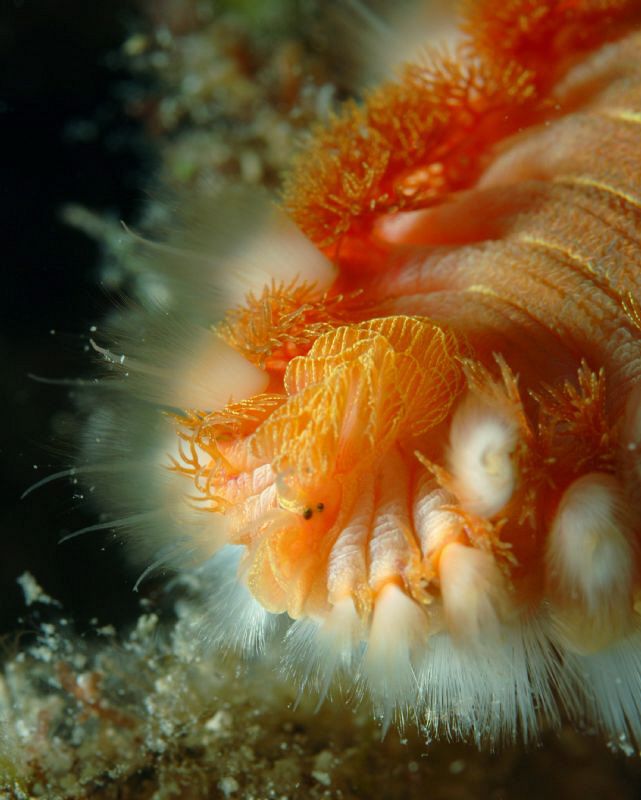 Fireworm close up by Andy Kutsch 