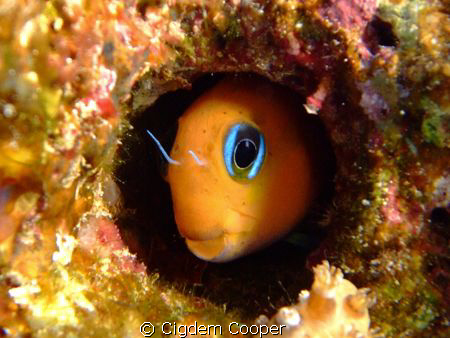 Blenny.
Taken at Ras Z'atar with Fuji f50fd and Fantasea... by Cigdem Cooper 