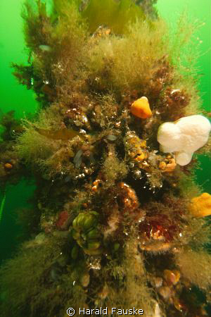 a mix of sponges, soft corall, anemones...., living on th... by Harald Fauske 