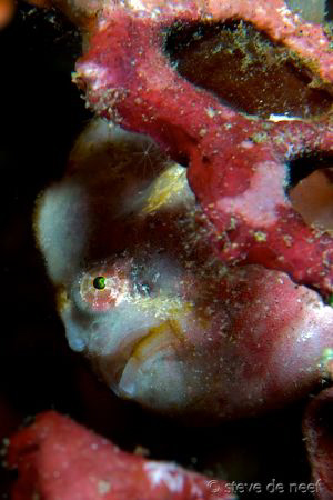 Frogfish in Dauin. This one has changed colors over the l... by Steve De Neef 