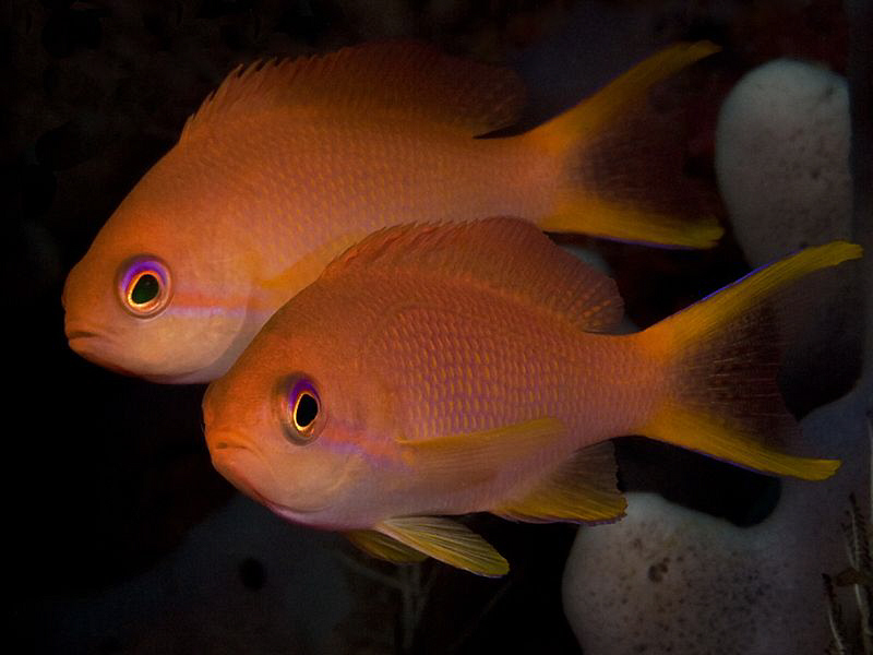 Anthias. Amed, Bali. by Doug Anderson 