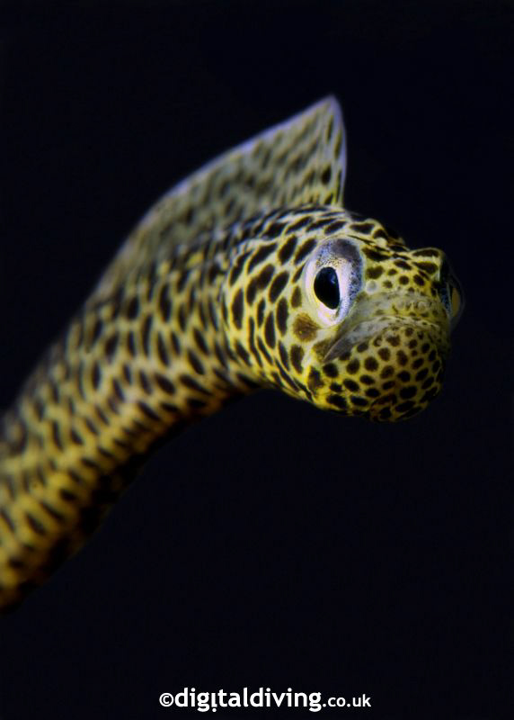 "Taylored" - portrait of a Taylors Garden Eel. by David Henshaw 