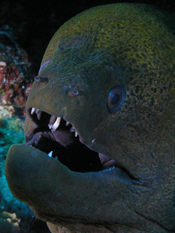 Eel at the Rowley Shoals. Olympus C5060 by Mick Tait 