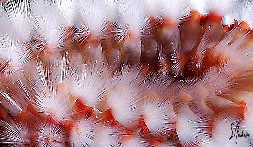 The detail of this Bearded Fireworm is so interesting, ye... by Steven Anderson 