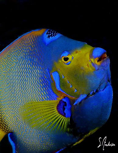 The Queen of the Caribbean - This Queen Angelfish almost ... by Steven Anderson 