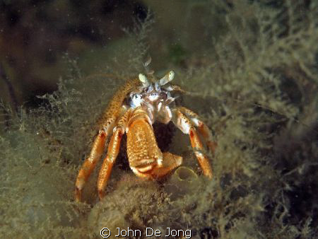 Our waters can be grey, but these heremite lobsters make ... by John De Jong 