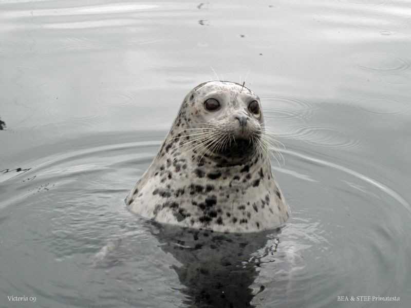 Harbour seal. by Bea & Stef Primatesta 
