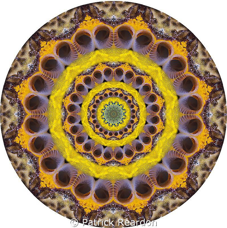 Kaleidoscopic image created from coral with attached spon... by Patrick Reardon 