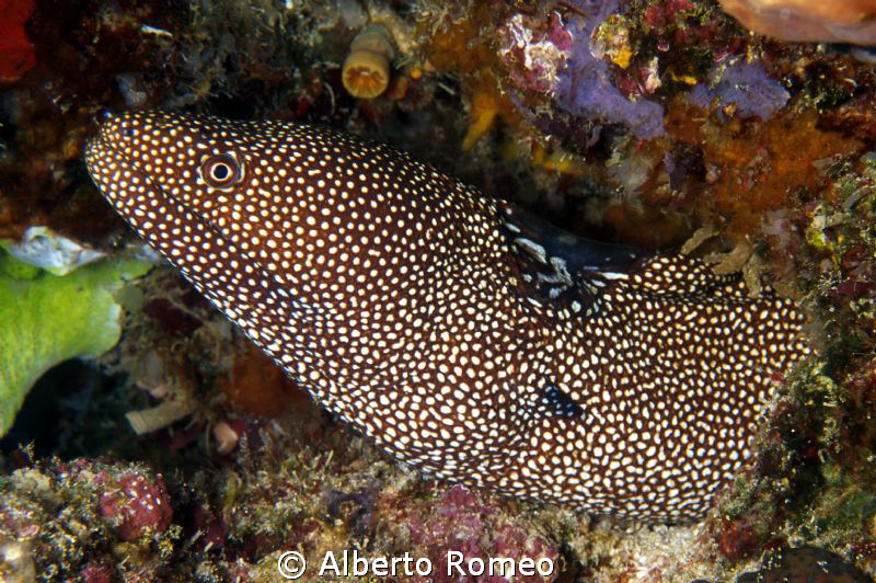 Portrait of whitespotted moray eel (Gymnotorax meleagris)... by Alberto Romeo 