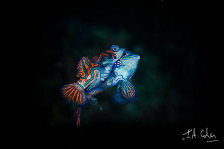 Mating Mandarin Fish by Julian Cohen 