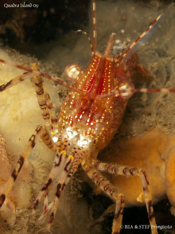 Rough patch shrimp (Pandalus stenolepis). Quadra Island, ... by Bea & Stef Primatesta 