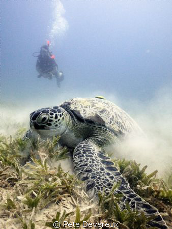 Turtle munching away on the sea grass at Marsa Shouna usi... by Pete Devereux 