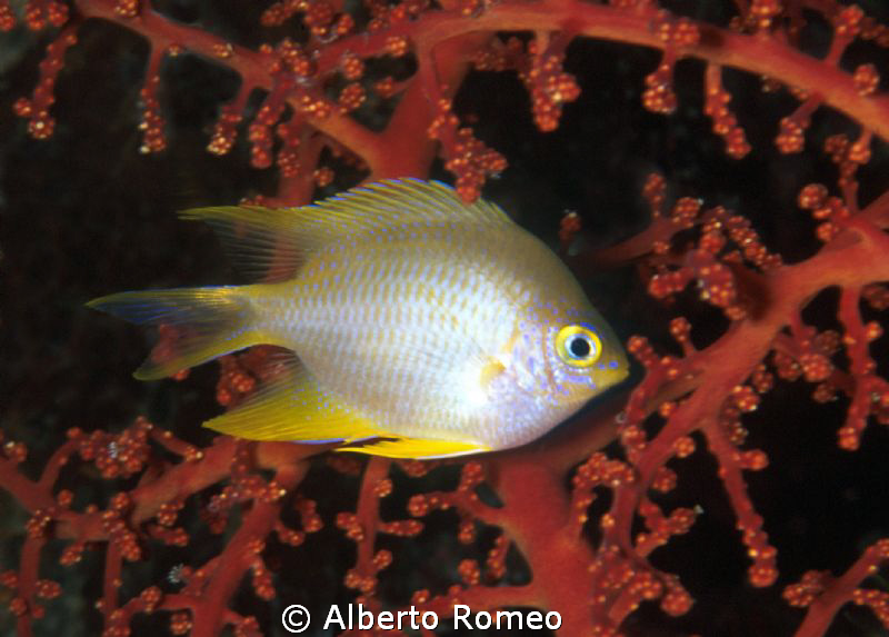 Portrait of a Damselfish  (Chromis sp.)  in front of a re... by Alberto Romeo 