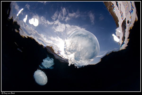 jellyfish 2 by Dray Van Beeck 