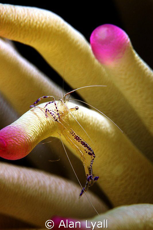 Pederson's cleaner shrimp - no cropping by Alan Lyall 