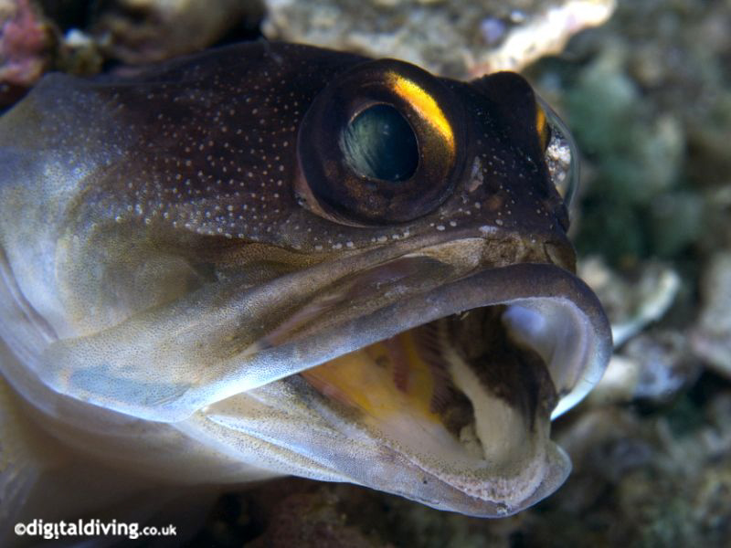 Portrait of a Gold-spec Jawfish. Taken with D200 and 105m... by David Henshaw 