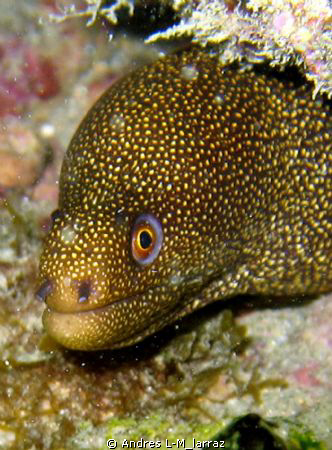 Spotted eel by Andres L-M_larraz 