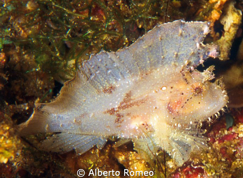 Portrait of a white Leaf Scorpionfish (Taenianotus triaca... by Alberto Romeo 