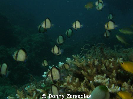 Taken at Ligpo Island, Batangas Philippines. Used Olympus... by Donny Zarsadias 