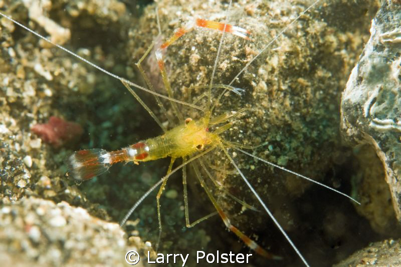 Golden Shrimp. D300-60mm by Larry Polster 